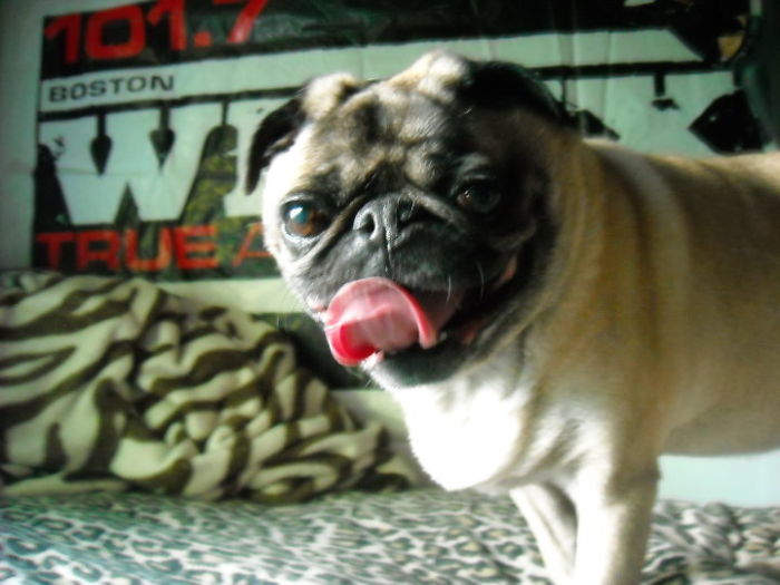 My Favorite Puggo, Rosie. She Had To Be Put Down A Few Years Back But She Was My World.