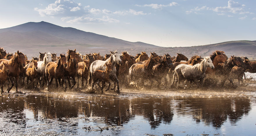 Wild Horses Of Cappadocia