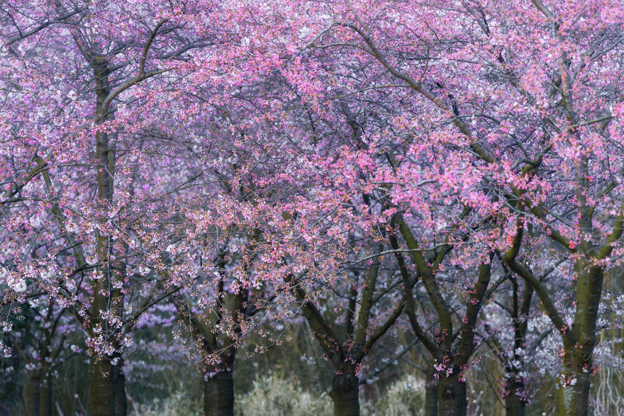 I Photographed The Cherry Blossoms... In Amsterdam!