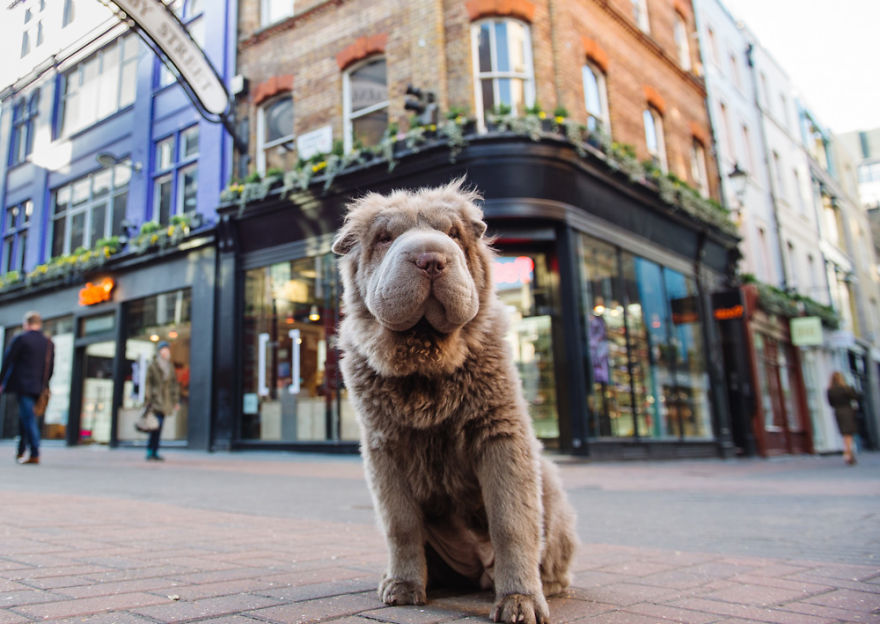 Londoner Bear Cub Looking For Adventures
