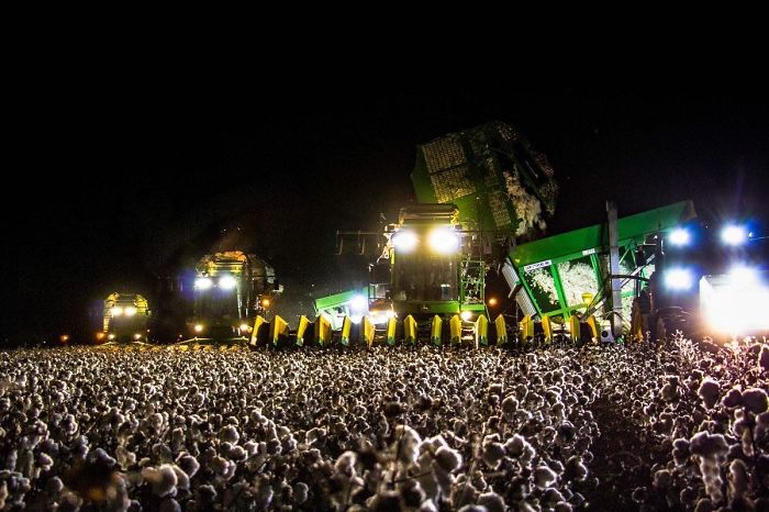 Esta multitud en un concierto es en realidad una máquina recolectora de algodón de noche