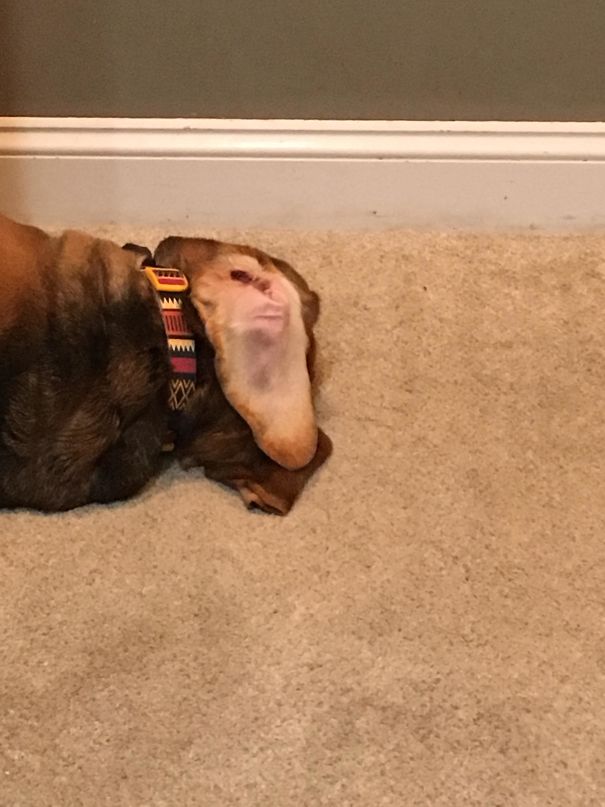 My Dog’s Flopped-Over Ear Looks Like The Face Of A Baboon