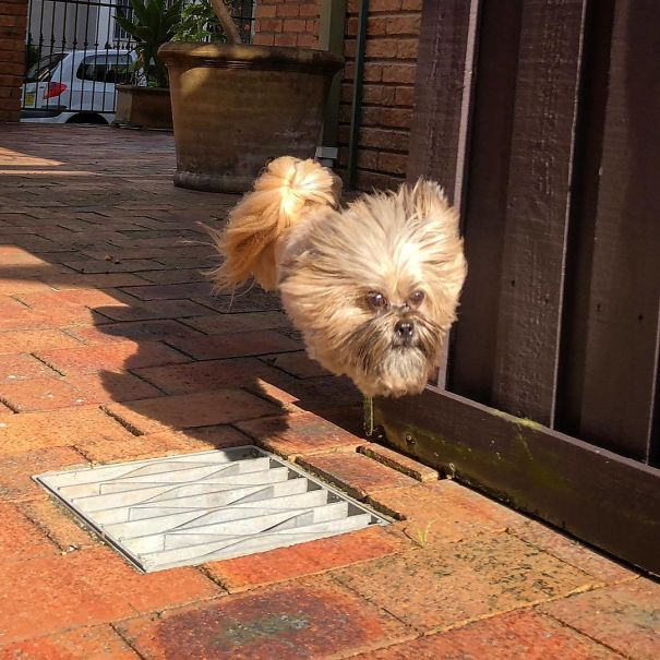 When My Buddy's Dog Leaps Over Grates Her Body And Legs Disappear And It Looks Like A Dog's Head Is Just Floating Down The Street