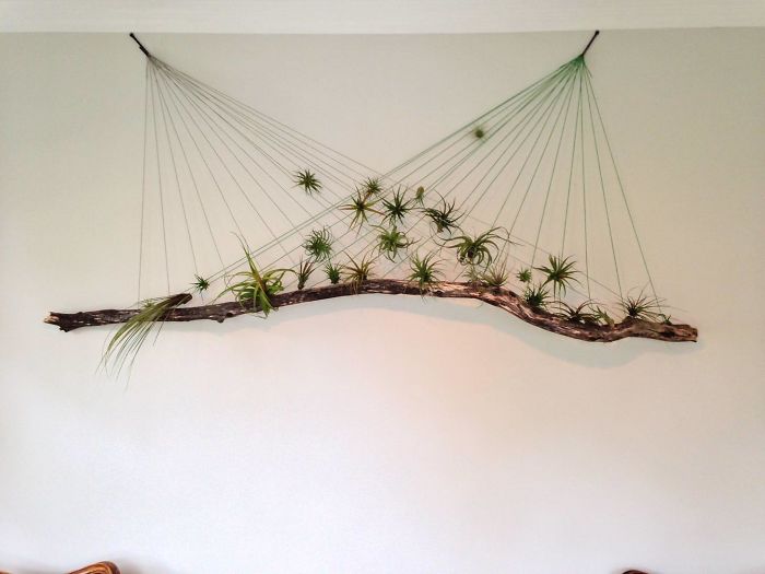 Air Plant Wall Hanging. We Had A Bare Wall In Our Sun Room And Wanted Something That Would Take Advantage Of The Light