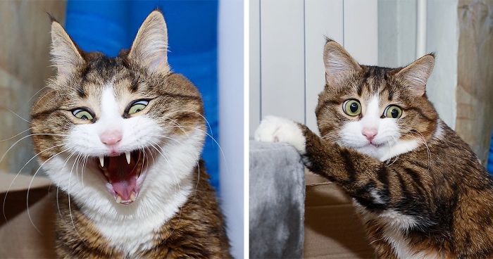 funny cat expressions