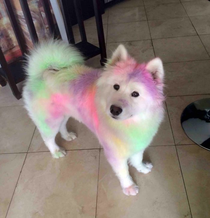 Our Samoyed Post Colour Run