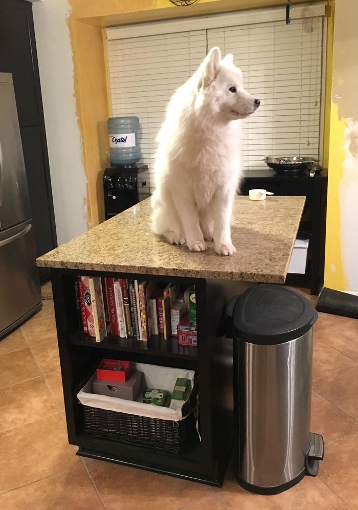 Sooo, This Just Happened. Turned My Back, And Heard The Skittering Of Claws On Granite. As It Turns Out, Nowhere Is Safe From My Samoyed Who Thinks She's A Mountain Goat