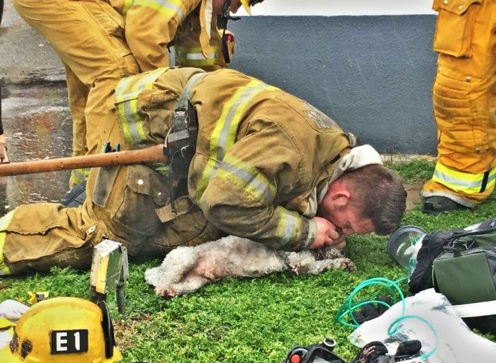 Santa Monica Firefighter Revives Pup Trapped In Fire