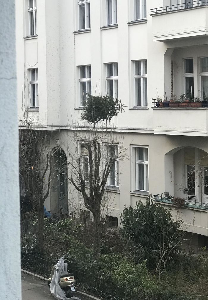 Neighbor Just Tried To Throw His Christmas Tree From The Balcony. Not Sure Where It Should’ve Landed Ideally