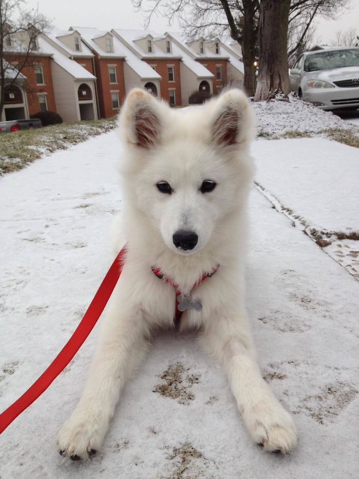 Mila, My Boyfriend's Samoyed, Loving Her First Snow
