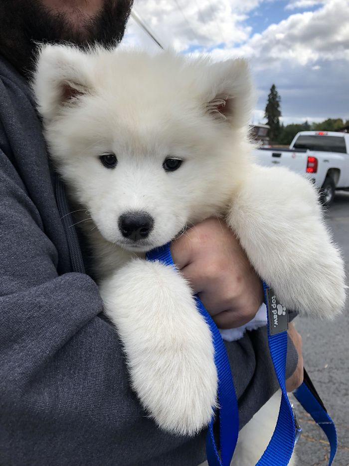 They Called Her A Samoyed, But I Really Think I Brought Home A Polar Bear. Meet Lola