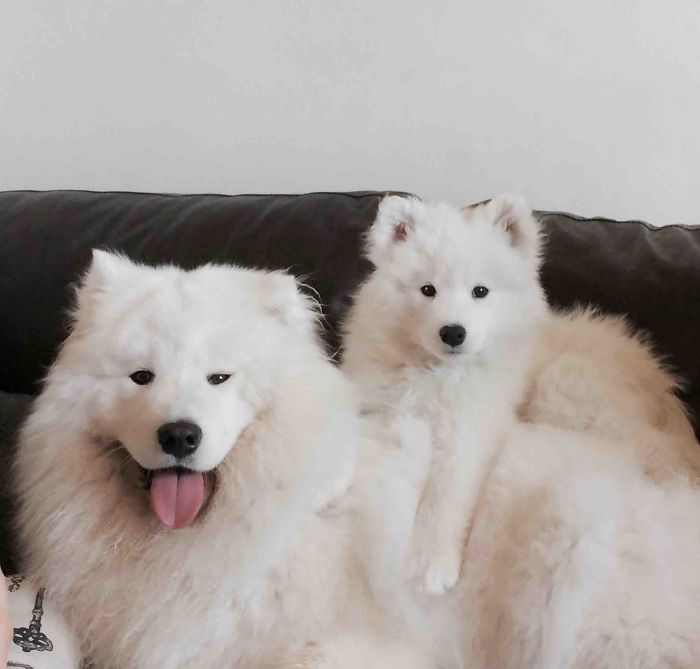 Today We Brought Our Second Samoyed Home. So Far, So Good