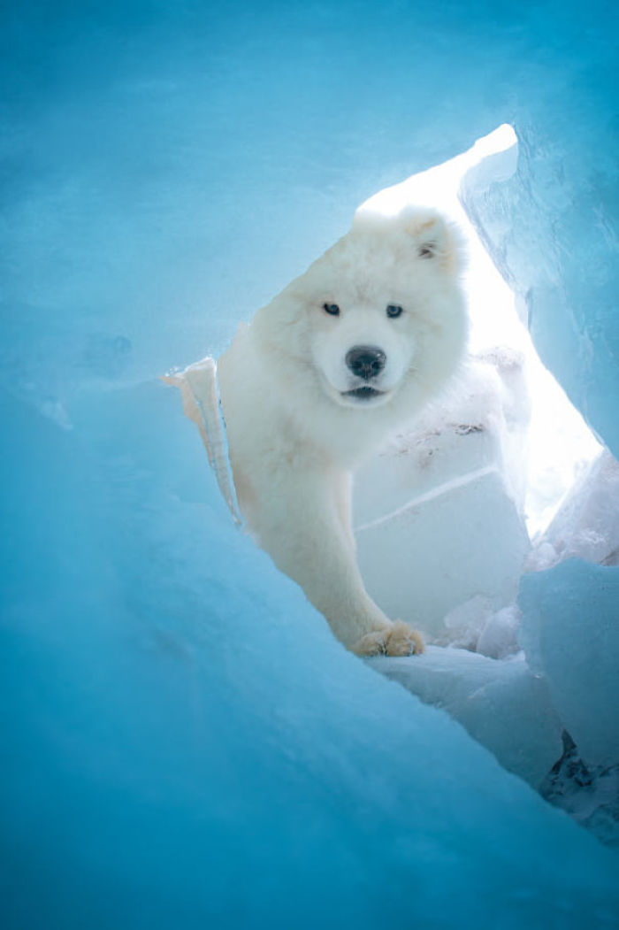 Samoyed Or Polar Bear