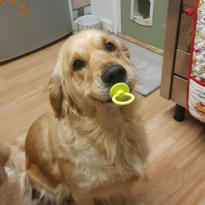 My Golden Found Her Rubber Pacifier She'd Lost As A Puppy