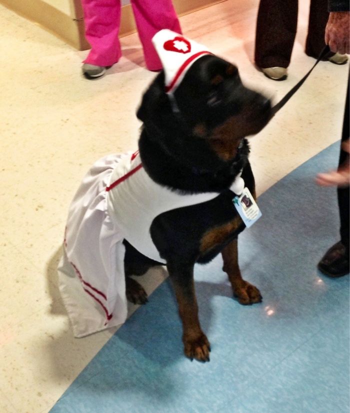 Here's A Therapy Dog Working On The Chemotherapy Floors Dressed In A Nurse Outfit Seeing All The Sick Kids
