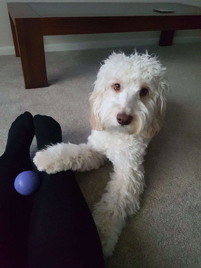 Giving Me His Ball When I've Had A Bad Day. Meet Archie