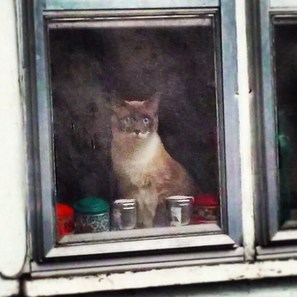 My Friend Took A Picture Of Her Cat With A Crappy Cellphone Camera Through A Dirty Window Frame And It Looks Like A Painting