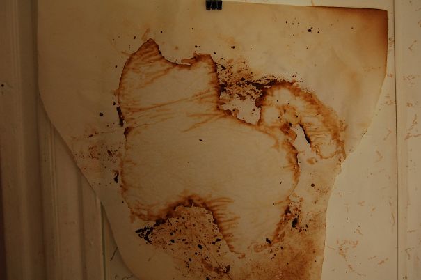My Roommate Cooked A Cat Shaped Pizza, The Parchment Paper He Cooked It On Now Looks Like A Cave Painting Of A Cat