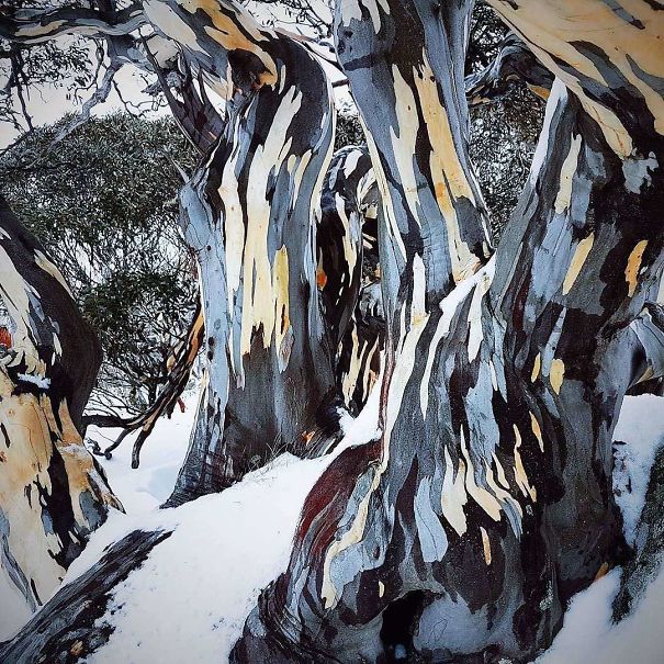 Bark Of A Snow Gum Tree Looks Like A Painting