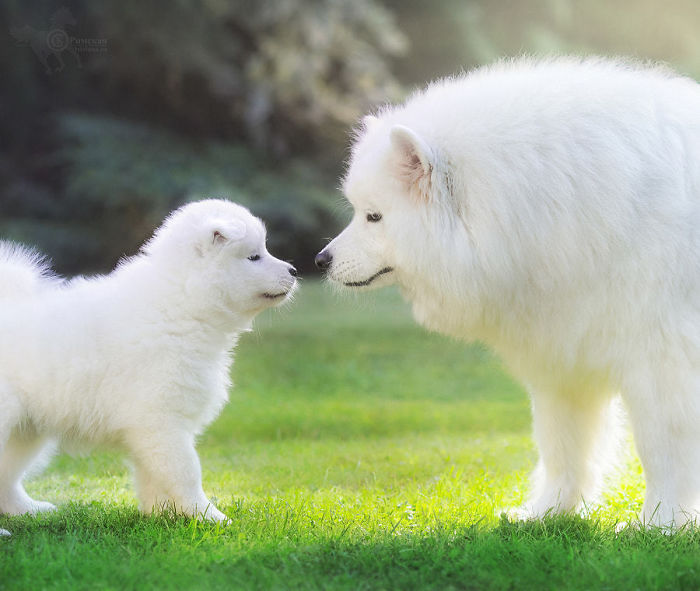Samoyed Dog. Dog Mother With Puppy