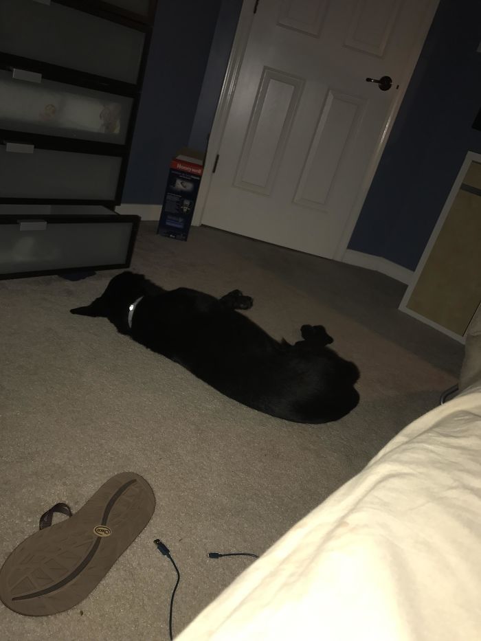 My Sweet Girl Is Getting Old And Has Bad Legs, So She Doesn't Really Come Upstairs To My Room Anymore. I Leave To Go To College In A Day, And She's Been Laying Here All Night. It's Like She Knows I'm Leaving; I Swear Dogs Have A Sixth Sense