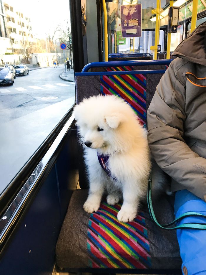 My 11 Week Old Sammie Taking The Tram For The Frist Time
