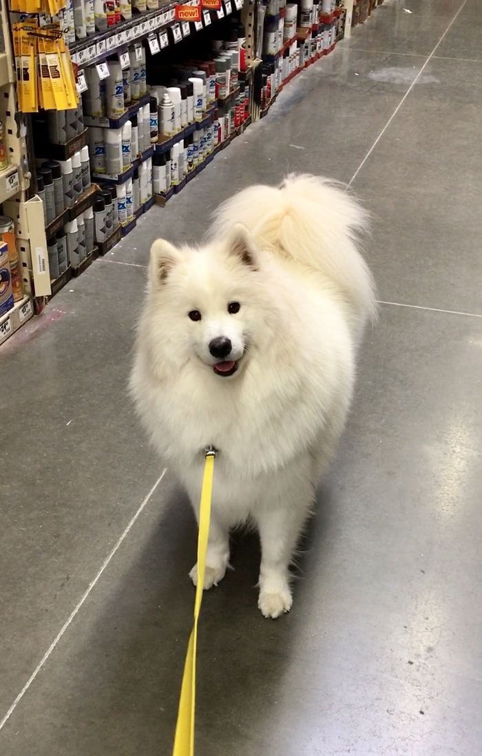 The Leash Disappears Into Fluff