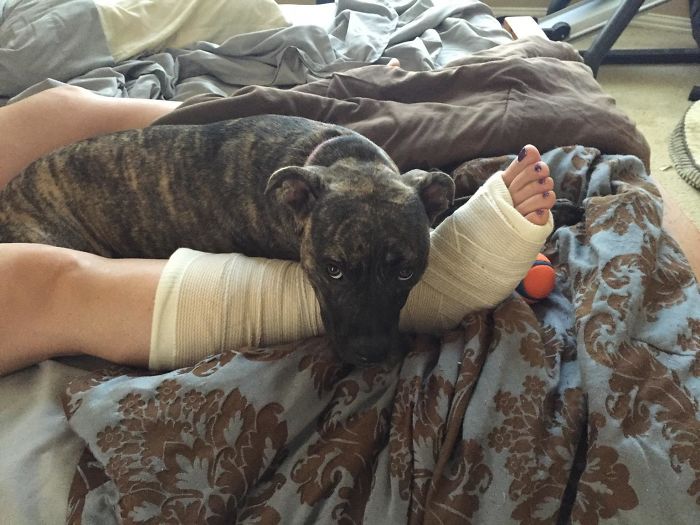 My Wife Tore Her Calf. Someone Wants To Protect Her