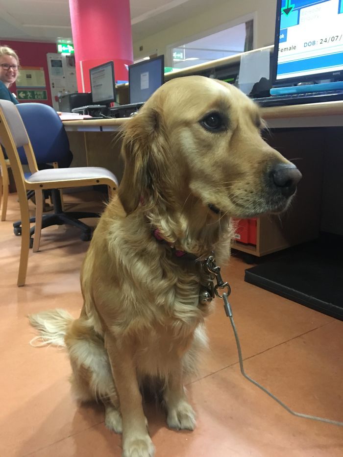 This Is Kayleigh. Kayleigh Is A Seeing Eye Dog Who Works Upstairs From Me. Kayleigh Calms The Patients Down In The Ward. Kayleigh Is A Good Girl