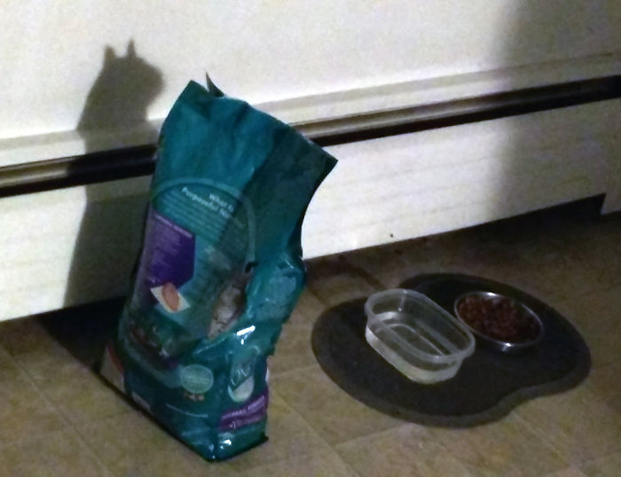 La sombra de la bolsa de comida para gatos parece... un gato