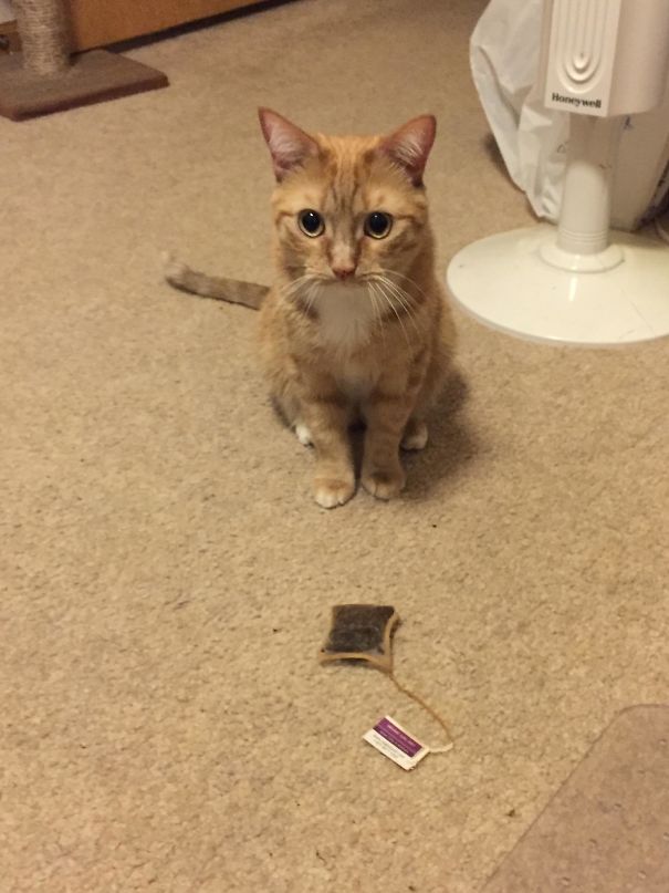 Some Cats Bring Their Humans Birds And Mice. Oliver Brings Me Teabags