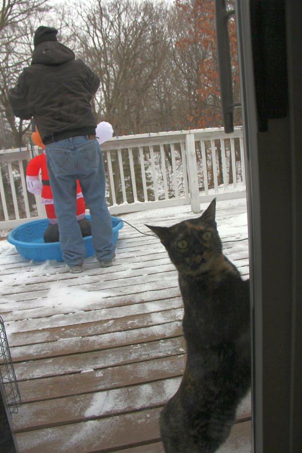 Cat Wanted To Follow My Dad Outside Into Below Zero Temps