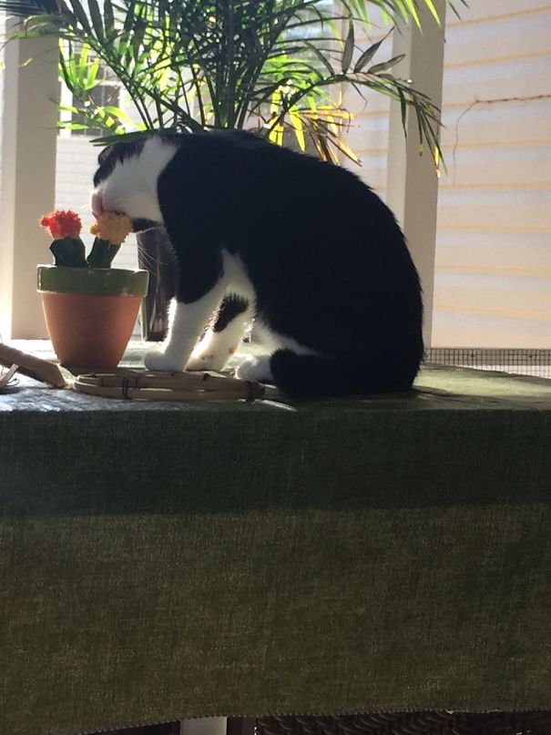 This Is My Cat Trying To Eat My Cactus. He Is Not A Smart Man