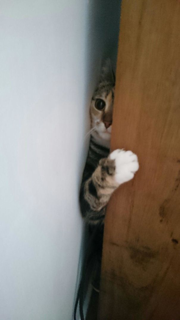 My Cat Got Stuck Behind A Chest Of Drawers
