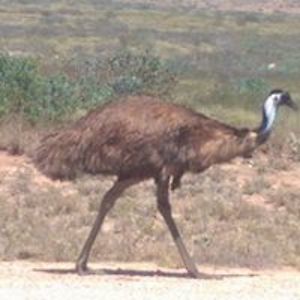 longnosedbandicoot avatar