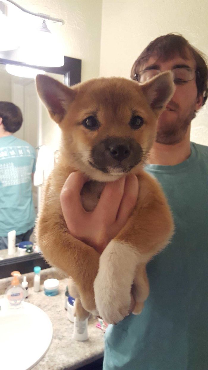 My New Shiba Inu Puppy. Only Came With One Sock