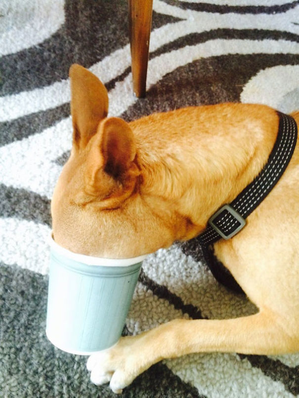 12 Super Cute Dogs Enjoying Ice Cream That Will Melt Your Heart 12 Super Cute Dogs Enjoying Ice Cream That Will Melt Your Heart