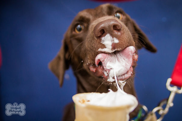 12 Super Cute Dogs Enjoying Ice Cream That Will Melt Your Heart 12 Super Cute Dogs Enjoying Ice Cream That Will Melt Your Heart