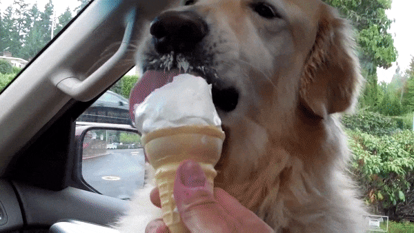 12 Super Cute Dogs Enjoying Ice Cream That Will Melt Your Heart 12 Super Cute Dogs Enjoying Ice Cream That Will Melt Your Heart