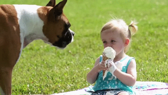 12 Super Cute Dogs Enjoying Ice Cream That Will Melt Your Heart 12 Super Cute Dogs Enjoying Ice Cream That Will Melt Your Heart