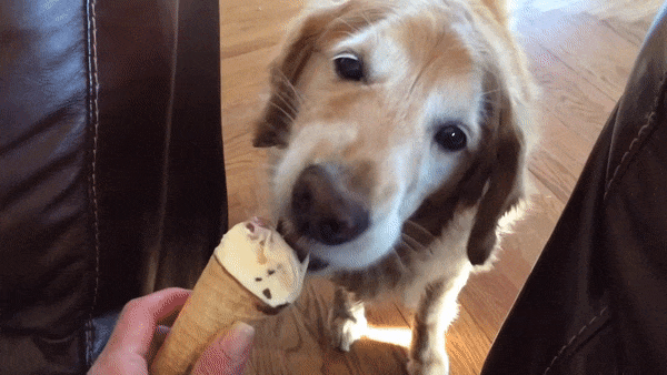 12 Super Cute Dogs Enjoying Ice Cream That Will Melt Your Heart 12 Super Cute Dogs Enjoying Ice Cream That Will Melt Your Heart