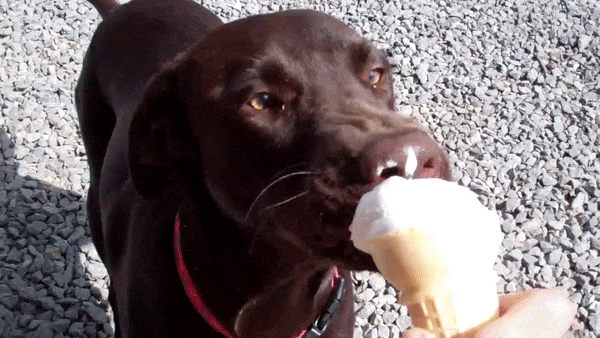 12 Super Cute Dogs Enjoying Ice Cream That Will Melt Your Heart 12 Super Cute Dogs Enjoying Ice Cream That Will Melt Your Heart