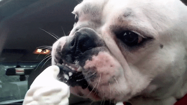 12 Super Cute Dogs Enjoying Ice Cream That Will Melt Your Heart 12 Super Cute Dogs Enjoying Ice Cream That Will Melt Your Heart