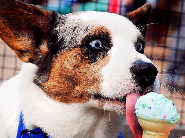 12 Super Cute Dogs Enjoying Ice Cream That Will Melt Your Heart 12 Super Cute Dogs Enjoying Ice Cream That Will Melt Your Heart