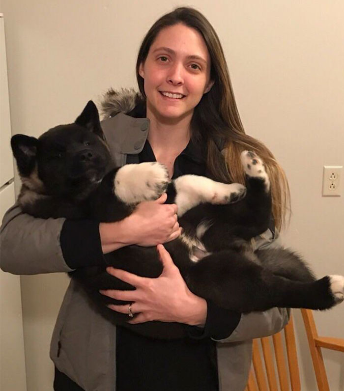 Family Has Been Documenting The Growth Of Their Akita Puppy For 6 Months, And It’s Now A Bear