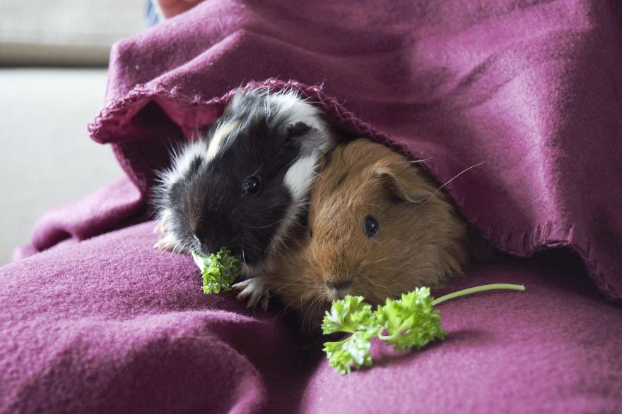 A Wonderful Birthday Surprise: Meet Almond And Pancake The Guinea Pigs