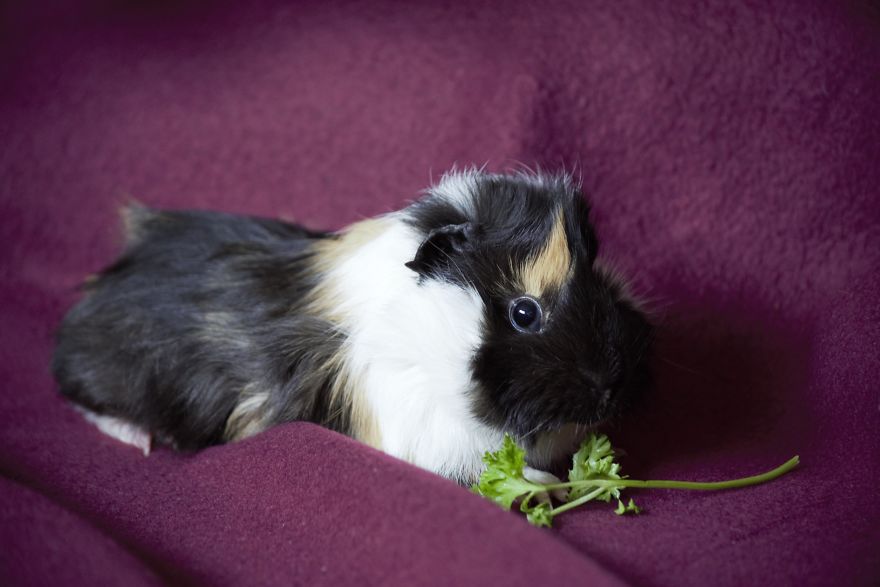 A Wonderful Birthday Surprise: Meet Almond And Pancake The Guinea Pigs
