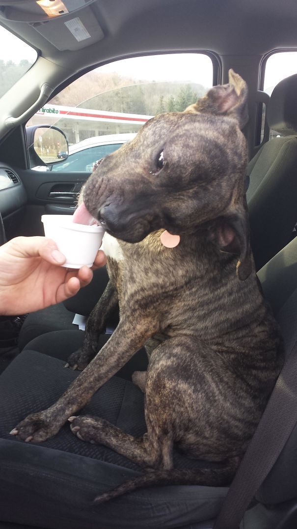 12 Super Cute Dogs Enjoying Ice Cream That Will Melt Your Heart 12 Super Cute Dogs Enjoying Ice Cream That Will Melt Your Heart