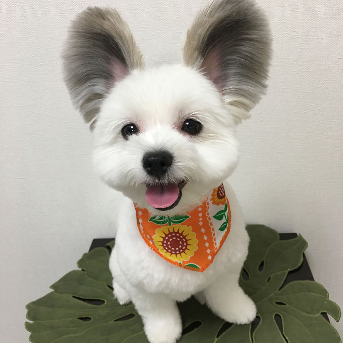 Meet Goma, The Rat-Eared Dog That Is Conquering The Internet