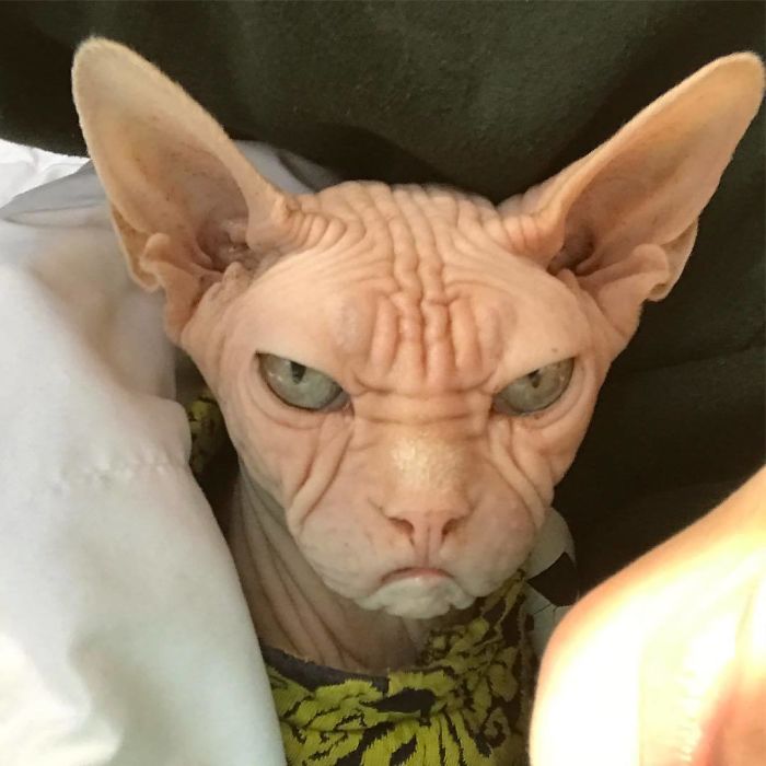 Grumpy-Cat-Loki-The-Sphynx